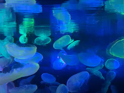 すみだ水族館に投稿された画像（2026/7/19）