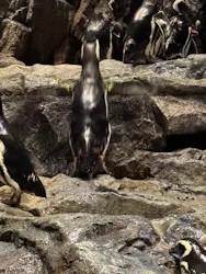 すみだ水族館に投稿された画像（2026/7/19）