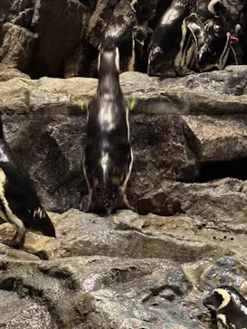すみだ水族館に投稿された画像（2026/7/19）