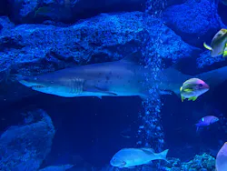 すみだ水族館に投稿された画像（2026/7/19）