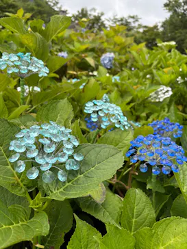 箱根ガラスの森美術館に投稿された画像（2026/7/19）