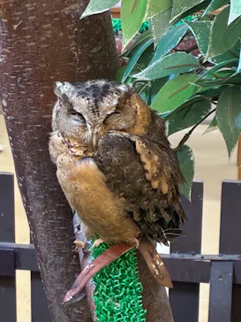 Moff animal cafe イオンモール幕張新都心店に投稿された画像（2026/7/19）