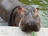 東武動物公園に投稿された画像（2026/7/19）