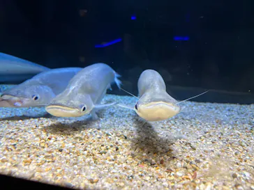 カワスイ 川崎⽔族館に投稿された画像（2026/7/19）