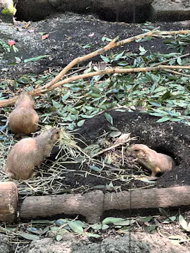 恩賜上野動物園に投稿された画像（2026/7/19）