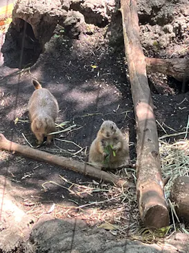 恩賜上野動物園に投稿された画像（2026/7/19）