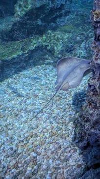 京都水族館に投稿された画像（2026/7/19）