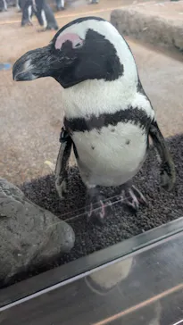 京都水族館に投稿された画像（2026/7/19）
