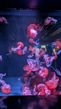 京都水族館に投稿された画像（2026/7/19）