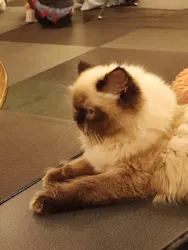 猫カフェPuchiMarry　京都河原町店に投稿された画像（2026/7/19）