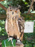 しろとり動物園に投稿された画像（2026/7/19）