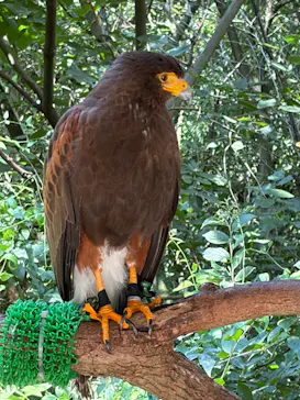 しろとり動物園に投稿された画像（2026/7/19）