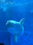 アクアワールド茨城県大洗水族館に投稿された画像（2026/7/19）