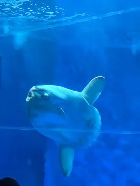 アクアワールド茨城県大洗水族館に投稿された画像（2026/7/19）