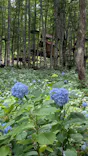 Hakuba47マウンテンスポーツパークに投稿された画像（2026/7/19）