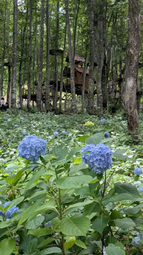 Hakuba47マウンテンスポーツパークに投稿された画像（2026/7/19）