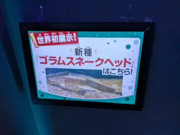 カワスイ 川崎⽔族館に投稿された画像（2026/7/19）