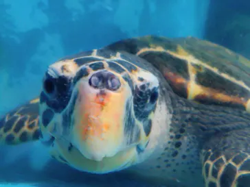 のとじま水族館に投稿された画像（2026/7/19）