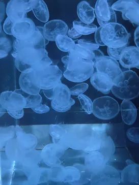 京都水族館に投稿された画像（2026/7/19）