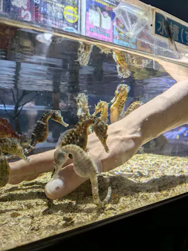 ゼロ距離水族館 伊勢シーパラダイスに投稿された画像（2026/7/19）