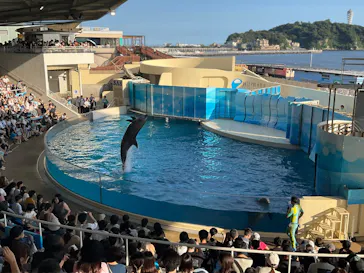 新江ノ島水族館に投稿された画像（2026/7/19）