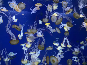 新江ノ島水族館に投稿された画像（2026/7/19）