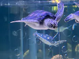 すみだ水族館に投稿された画像（2026/7/19）