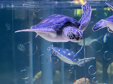 すみだ水族館に投稿された画像（2026/7/19）
