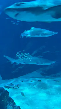マリンワールド海の中道に投稿された画像（2026/7/19）