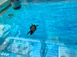 名古屋港水族館に投稿された画像（2026/7/19）