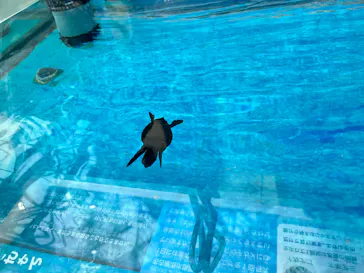 名古屋港水族館に投稿された画像（2026/7/19）