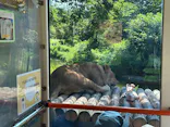 多摩動物公園 ライオンバス乗車券に投稿された画像（2026/7/19）