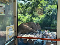 多摩動物公園 ライオンバス乗車券に投稿された画像（2026/7/19）