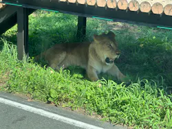 多摩動物公園 ライオンバス乗車券に投稿された画像（2026/7/19）