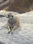 広島もとまち水族館に投稿された画像（2026/7/19）