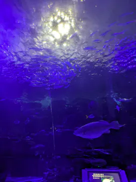 名古屋港水族館に投稿された画像（2026/7/19）