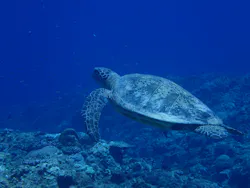 Diver's House（ダイバーズハウス） 竹内潜水堂に投稿された画像（2026/7/19）