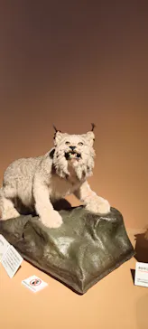 特別展「いきもの超ワールド展　国立科学博物館×ダーウィンが来た！」（国立科学博物館）に投稿された画像（2026/7/19）
