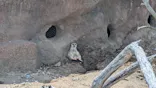 あらかわ遊園に投稿された画像（2026/7/19）