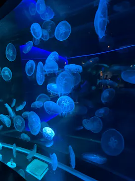 京都水族館に投稿された画像（2026/7/19）