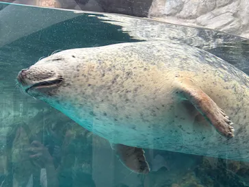 京都水族館に投稿された画像（2026/7/19）