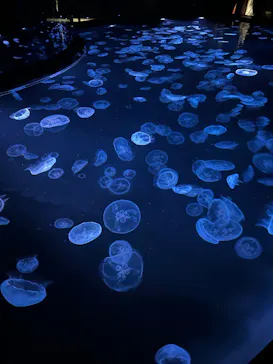 すみだ水族館に投稿された画像（2026/7/19）