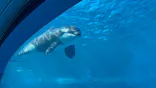 名古屋港水族館に投稿された画像（2026/7/19）