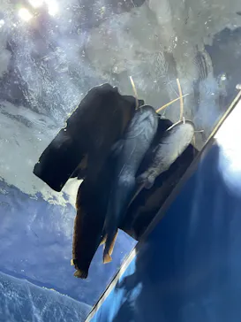 滋賀県立琵琶湖博物館に投稿された画像（2026/7/19）