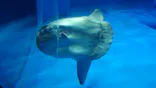 アクアワールド茨城県大洗水族館に投稿された画像（2026/7/19）