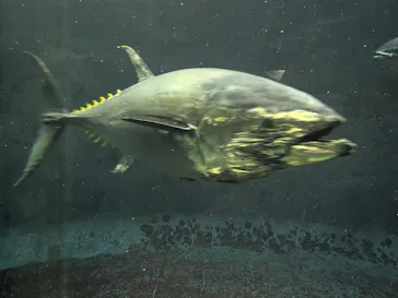 葛西臨海水族園に投稿された画像（2026/7/19）
