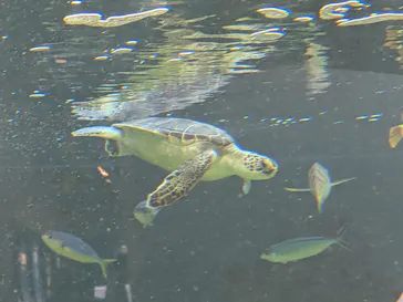 葛西臨海水族園に投稿された画像（2026/7/19）