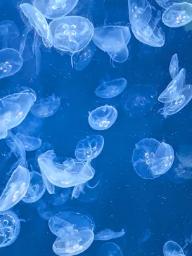 葛西臨海水族園に投稿された画像（2026/7/19）