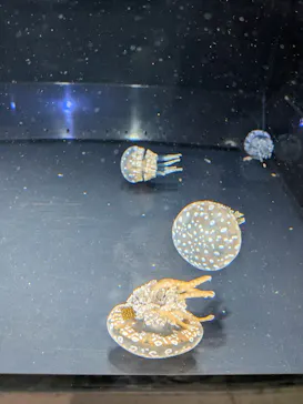 葛西臨海水族園に投稿された画像（2026/7/19）