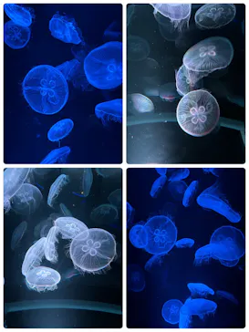 京都水族館に投稿された画像（2026/7/19）